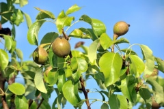 PEAR TREES PEAR TREES
