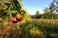 APPLE TREES OF HERITAGE VARIETIES APPLE TREES OF HERITAGE VARIETIES