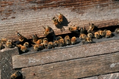 80,000 BEES MEET UP EVERY YEAR IN HIGH SEASON 80,000 BEES MEET UP EVERY YEAR IN HIGH SEASON