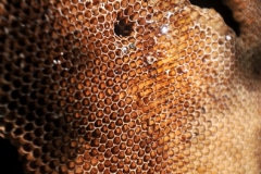 BEES PRODUCE "TOUTES FLEURS" (ALL FLOWERS) HONEY ON THE VILLENEUVE SITE. BEES PRODUCE "TOUTES FLEURS" (ALL FLOWERS) HONEY ON THE VILLENEUVE SITE.