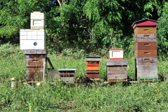 3 MORE BEEHIVES IN 2019, WHICH MEANS 15,000 MORE BEES 3 MORE BEEHIVES IN 2019, WHICH MEANS 15,000 MORE BEES