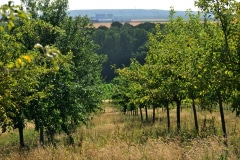 THE SITE IS HOME TO AN 11-ACRE ORCHARD THE SITE IS HOME TO AN 11-ACRE ORCHARD