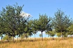 MORE THAN 450 VARIETIES OF FRUIT TREE MORE THAN 450 VARIETIES OF FRUIT TREE