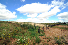 THE SITE INCLUDES AN AREA OF IDEAL HABITAT FOR THE STONE CURLEW THE SITE INCLUDES AN AREA OF IDEAL HABITAT FOR THE STONE CURLEW