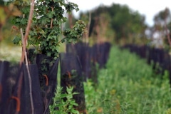 THIS AREA IS SURROUNDED BY A HEDGE MADE UP OF 600 HORNBEAMS, FIELD MAPLES AND HAZELS THIS AREA IS SURROUNDED BY A HEDGE MADE UP OF 600 HORNBEAMS, FIELD MAPLES AND HAZELS