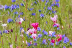 Renaturer le parc est l'un des enjeux, avec 5 000 arbres plantés et des prairies