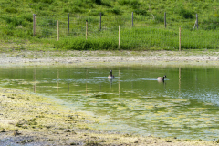 Une zone de biodiversité avec sa mare Une zone de biodiversité avec sa mare