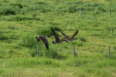 De belles rencontres lors de la promenade De belles rencontres lors de la promenade