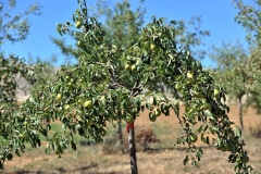 Plus de 20 poiriers sont présents sur le site Plus de 20 poiriers sont présents sur le site