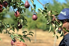 ANOTHER VARIETY OF PEAR, THE RED WILLIAMS ANOTHER VARIETY OF PEAR, THE RED WILLIAMS