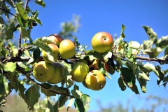 Le verger se compose également de 228 pommiers Le verger se compose également de 228 pommiers
