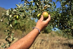 HARVESTING GOLDEN DELICIOUS APPLES HARVESTING GOLDEN DELICIOUS APPLES