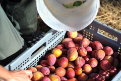 Une belle récolte de prunes victoria Une belle récolte de prunes victoria