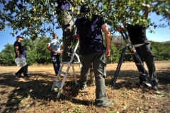 IN GLORIOUS SUMMER SUNSHINE, THE EQUALIS ASSOCIATION GETS ON WITH HARVESTING THE FRUIT FROM THE ORCHARD IN GLORIOUS SUMMER SUNSHINE, THE EQUALIS ASSOCIATION GETS ON WITH HARVESTING THE FRUIT FROM THE ORCHARD