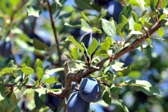 AND DAMSONS, WHICH ARE SMALL PLUM VARIETIES AND DAMSONS, WHICH ARE SMALL PLUM VARIETIES