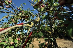 IT'S THANKS TO PAINSTAKING PRUNING OF THE TREES, CARRIED OUT AS PART OF EQUALIS' WORK EXPERIENCE PROJECT, THAT SUCH A FINE HARVEST IS POSSIBLE. IT'S THANKS TO PAINSTAKING PRUNING OF THE TREES, CARRIED OUT AS PART OF EQUALIS' WORK EXPERIENCE PROJECT, THAT SUCH A FINE HARVEST IS POSSIBLE.