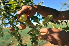 Cueillette des poires William Cueillette des poires William