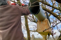 La chevêche d'Athéna