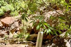 Fraîcheur retrouvée dans les rivières californiennes.