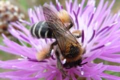 Mai | Préservons toutes les abeilles ! Mai | Préservons toutes les abeilles !