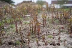 Janvier | ECT met en place 5 actions prioritaires pour lutter contre les Espèces Exotiques Envahissantes Janvier | ECT met en place 5 actions prioritaires pour lutter contre les Espèces Exotiques Envahissantes