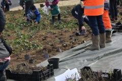 des plantes vivaces de type lavande, sauge, lierre