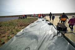 Ces plantes recouvriront le sol et ne dépasseront pas une hauteur de 1m50