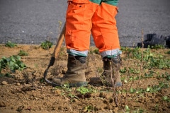 Les équipes des espaces verts ont préparé les Iris Les équipes des espaces verts ont préparé les Iris